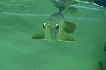 arowana fish vietnam swimming forward