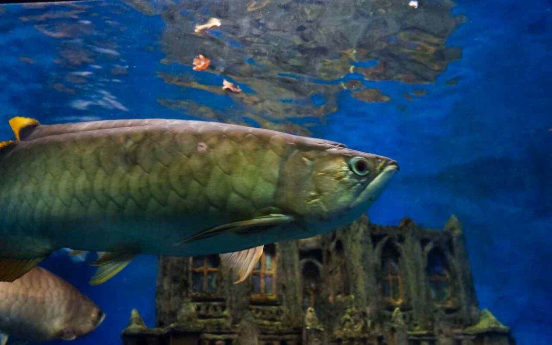 arowana maximum size