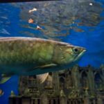 arowana maximum size