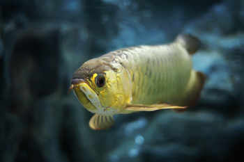 asian arowana swimming big tank