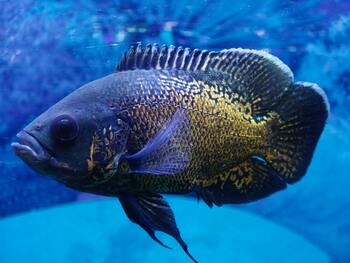 blue oscar fish on water