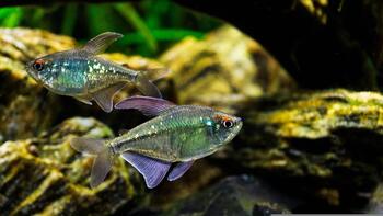 brilliant two tetra fish