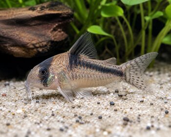 corydoras fish peaceful habitat