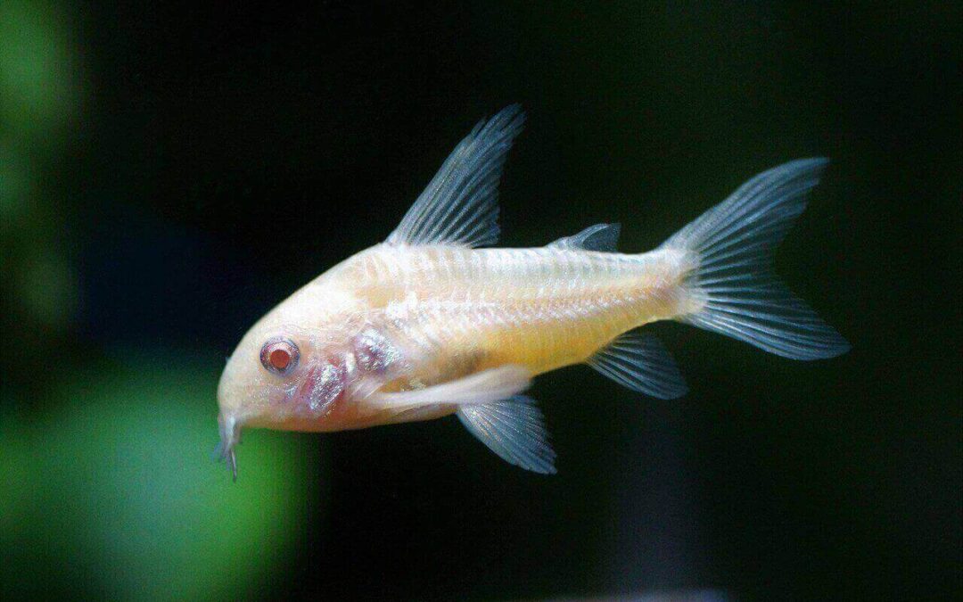Corydoras Natural Habitat: Understanding Life in the Wild