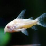 corydoras natural habitat