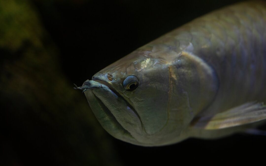 do arowana have teeth