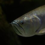 do arowana have teeth