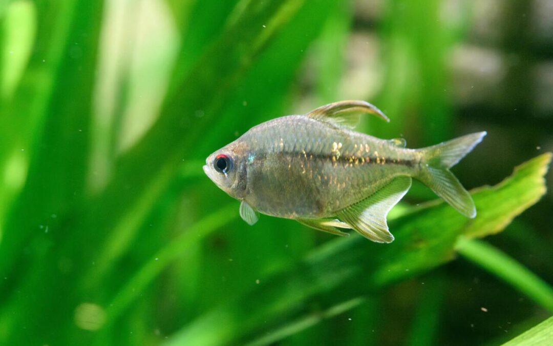 do tetra fish sleep