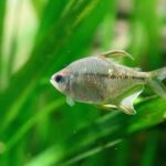 do tetra fish sleep