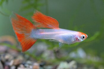 guppy fish with orange fins