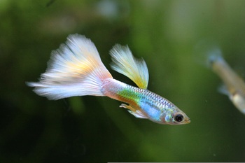 guppy with big tail