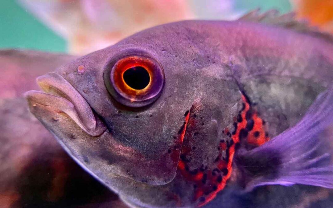 Is an Oscar a Cichlid? Everything You Need to Know About Oscar Fish