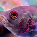 is an oscar a cichlid