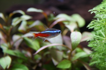 neon tetra fish swimming alone