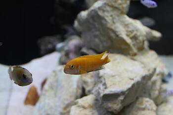 orange yellow cichlid and other fishes with rocky aquarium background