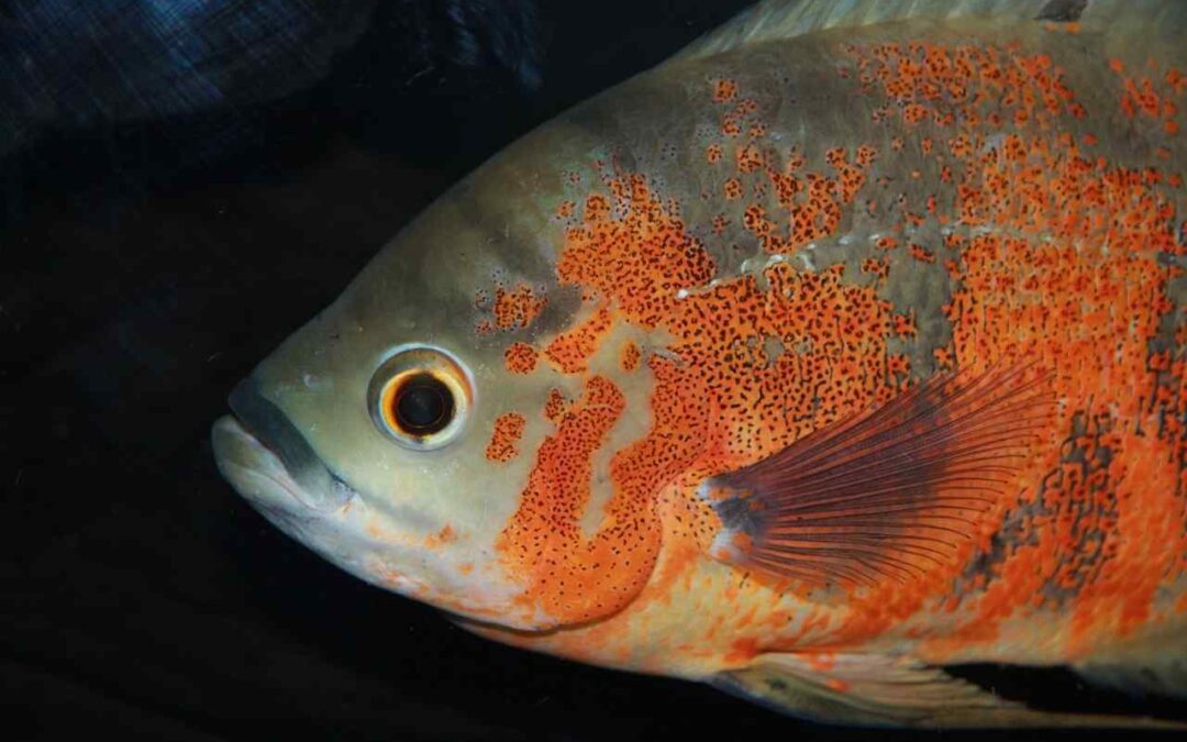 Oscar Fish Behavior Guide for Aquarium Owners