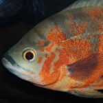 oscar fish behavior