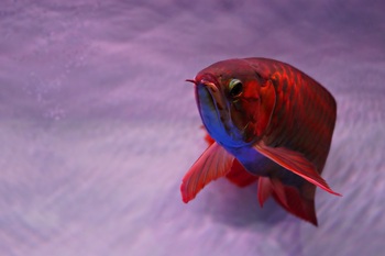red arowana facing front