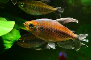 tetra fish vibrant aquarium