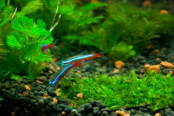 three tetra fishes playing each other