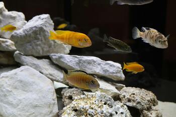 various cichlid fishes in a rocky aquarium