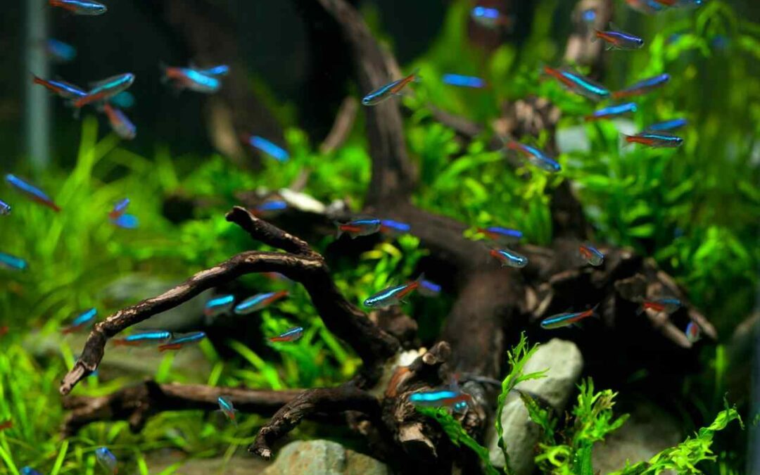 What Does a Tetra Fish Look Like? A Simple Guide for Beginners