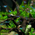 what does a tetra fish look like