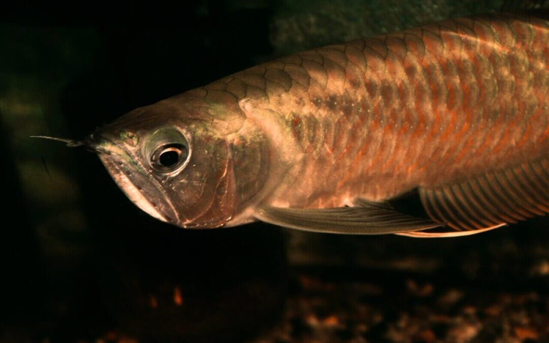 what is an arowana