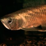 what is an arowana