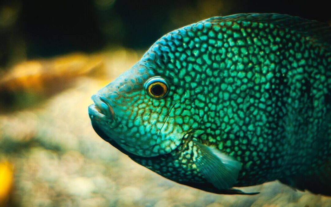 When to Separate Cichlid Fry From Parents: The Best Timing for Healthy Growth