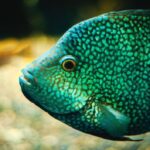 when to separate cichlid fry from parents