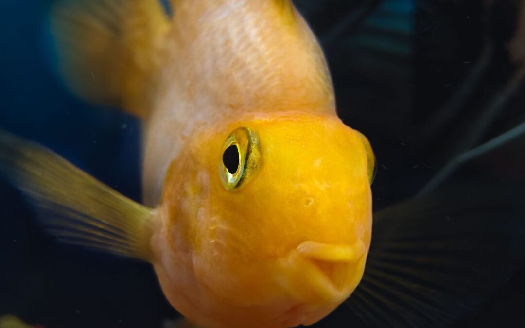 are cichlid fish aggressive