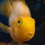 are cichlid fish aggressive