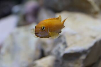 bright cichlid fish swimming showcasing vibrant color