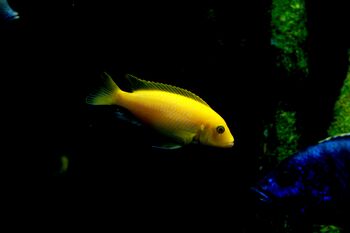 bright yellow cichlid fish swimming with dark background showcasing vibrant colors