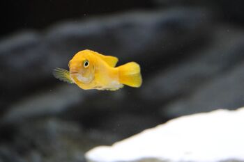 close-up of a bright yellow fish swimming aquarium with blurred background