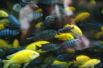 close-up of colorful cichlid fishes swimming