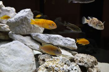 colorful cichlid fish swimming among rocks aquarium environment