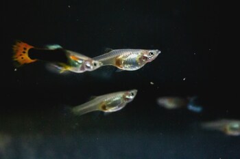 group of guppies swimming together