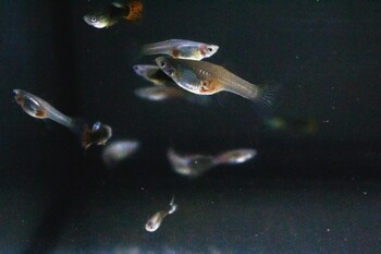 guppies in aquarium with each other