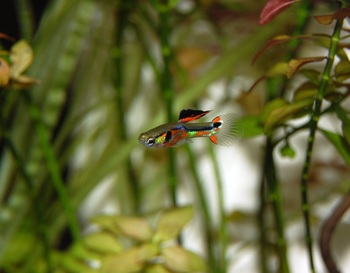guppy fish on vibrant aquarium