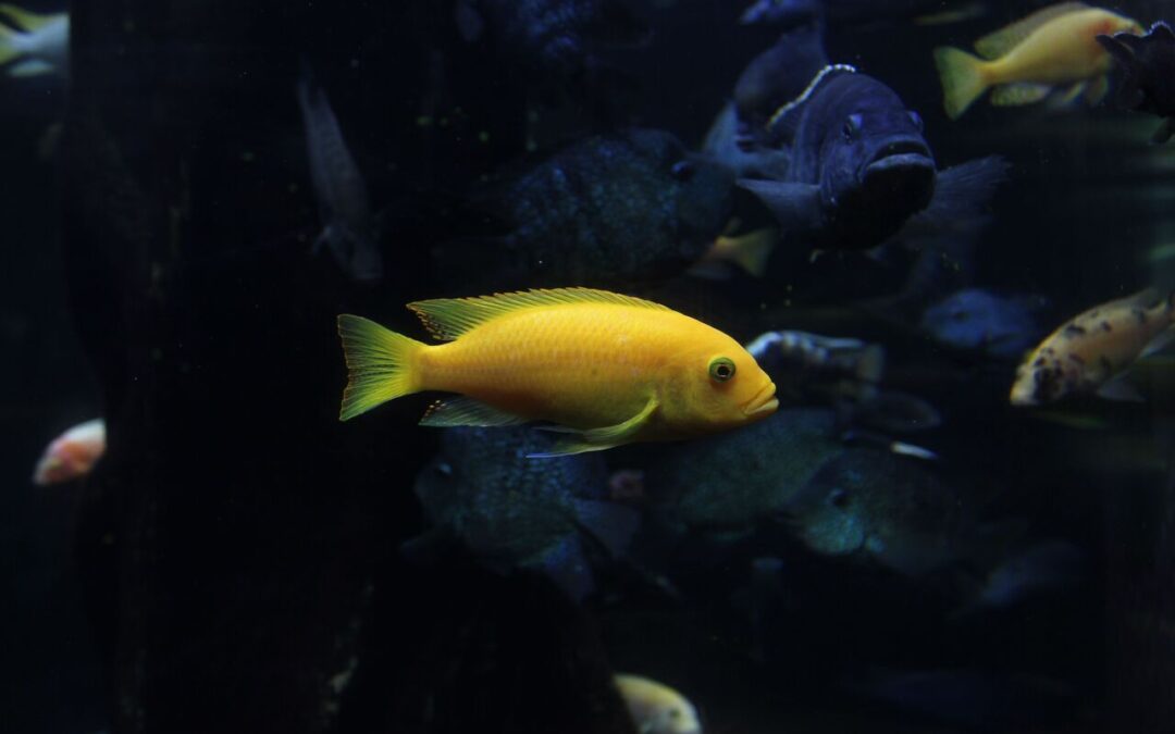 How Big Do Cichlid Fish Get? A Complete Guide to Cichlid Sizes