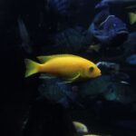 how big do cichlid fish get
