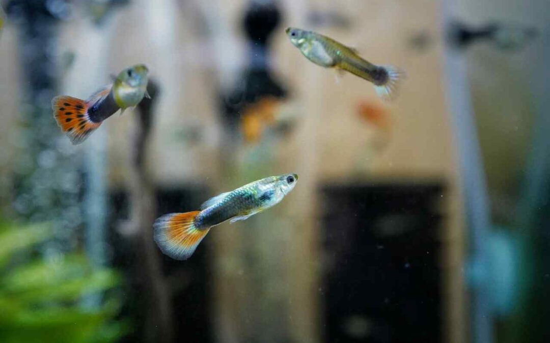 how often do guppies need to be fed