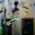 how often do guppies need to be fed