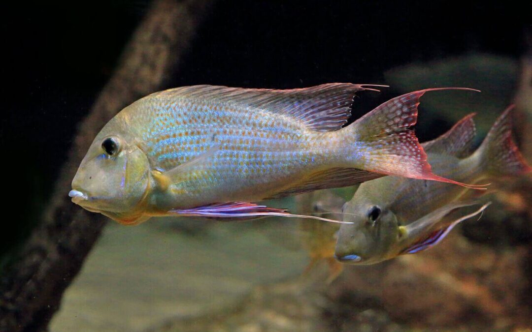 how to care for a cichlid