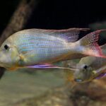 how to care for a cichlid