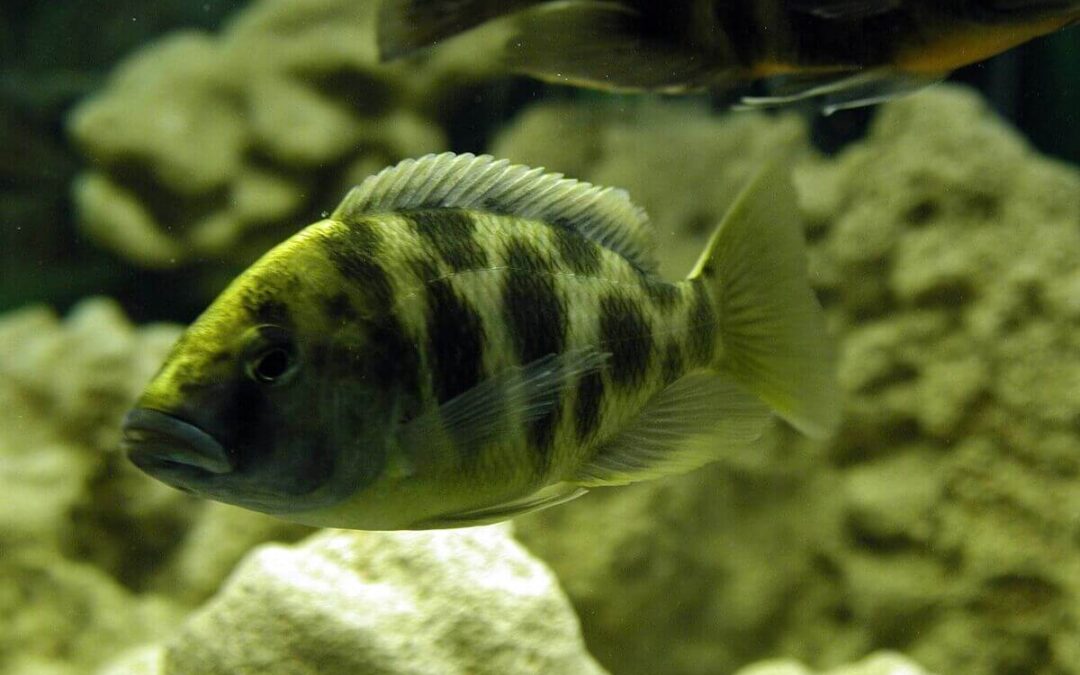 largest cichlid in the world