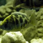 largest cichlid in the world