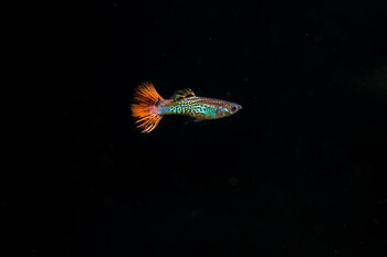 little guppy fish alone